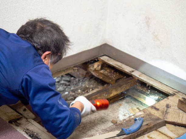 Best Insurance-Related Mold Remediation in Argentine, MI