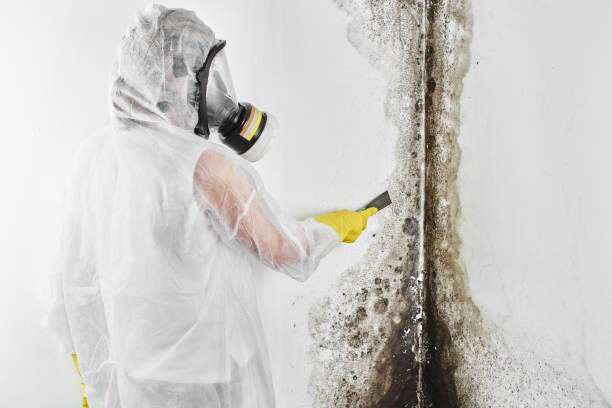 Argentine, MI Mold Remediation Company