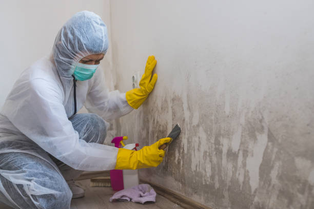 Best Commercial Mold Remediation in Argentine, MI