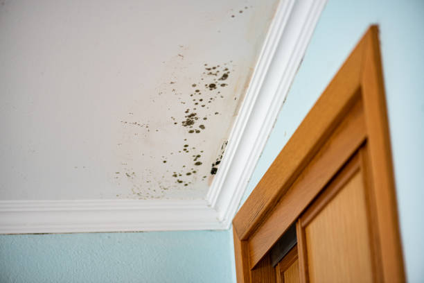 Best Commercial Mold Remediation in Argentine, MI