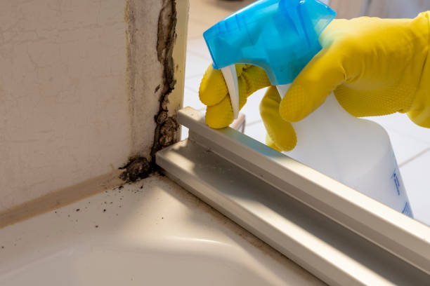 Best Kitchen Mold Remediation in Argentine, MI