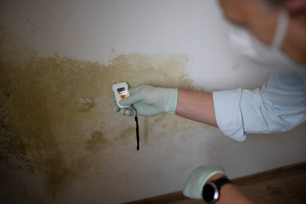 Professional Mold Remediation in Argentine, MI